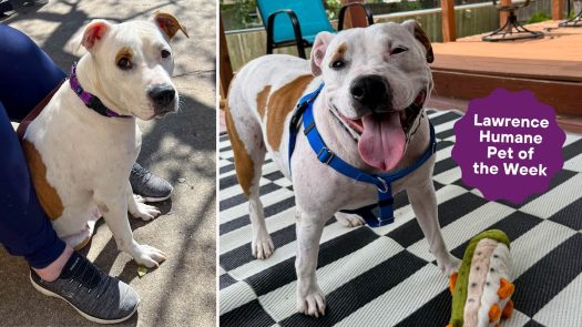  Moilie still seeks knight in shining armor after Clear the Shelter