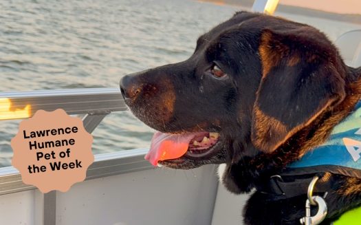  Scientists unsure if Waylon is canine or snuggle bug