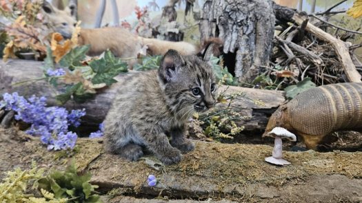 Prairie Park Nature Center is home to a new bobcat kitten in need of a name