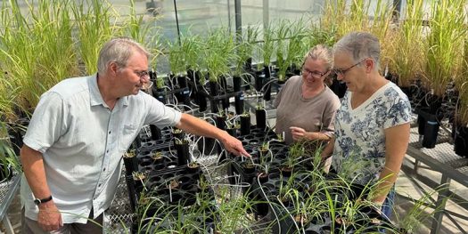 KU fungi library is cornerstone of $1.9M grant researching crop drought tolerance
