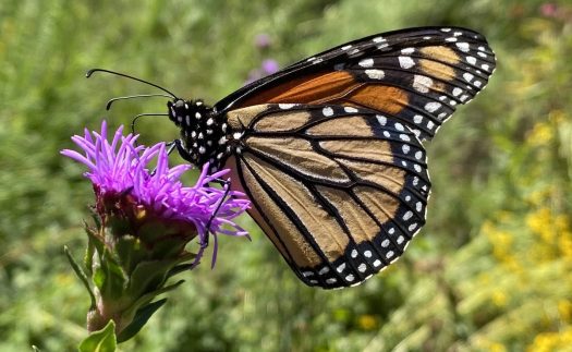 Kansas will see an increase in monarch butterflies this fall
