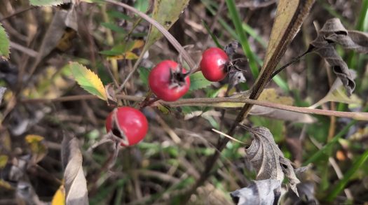Kaw Valley Almanac for Oct. 26 – Nov. 1, 2026