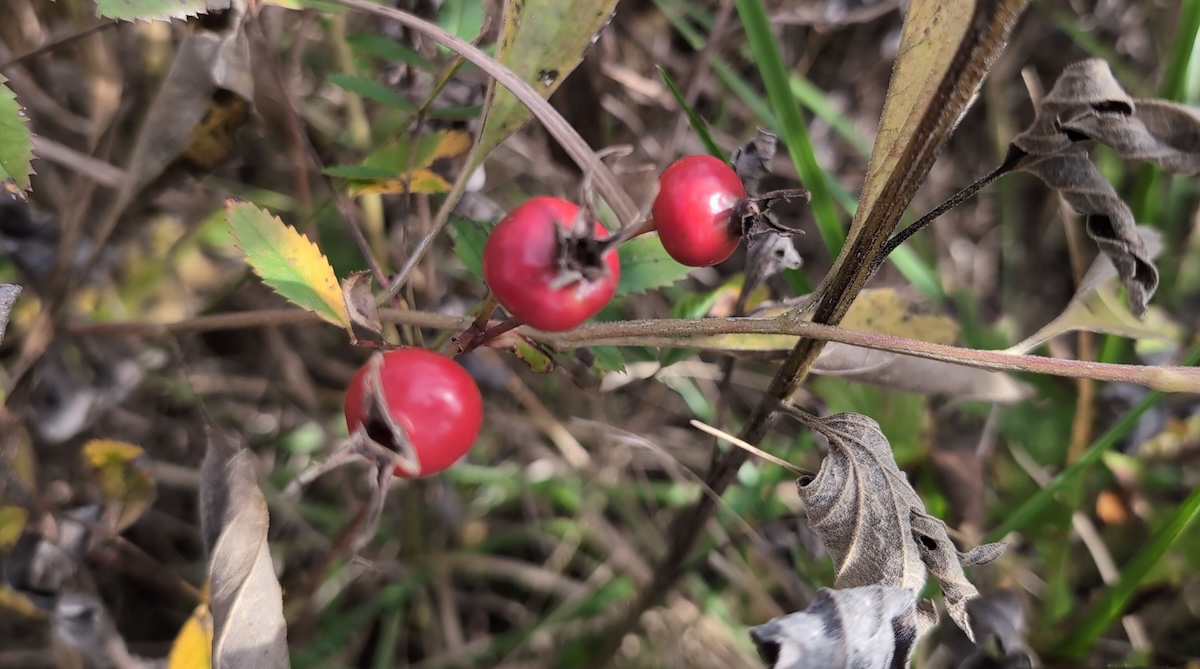 Wild Roses And Bees Kaw Valley Almanac for Oct. 26 – Nov. 1, 2026 – The Lawrence Times