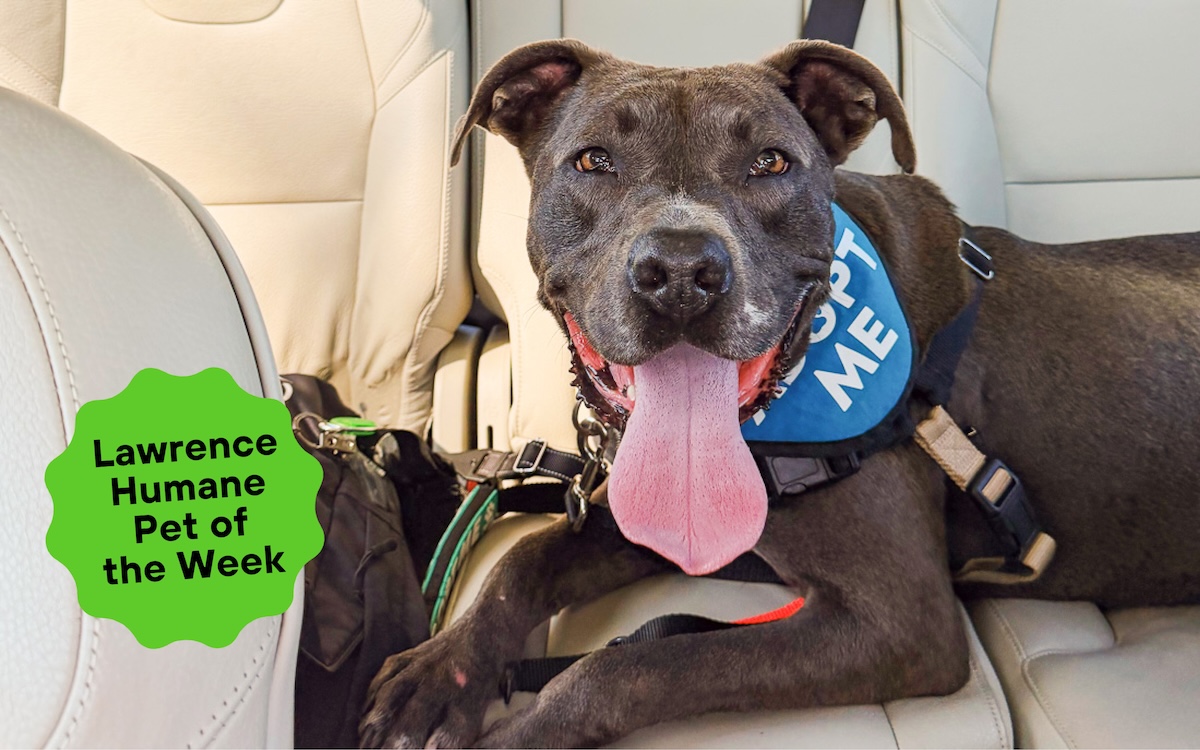 Lawrence Humane Pet of the Week: Smokey the pit bull is a ‘dainty’ playmate