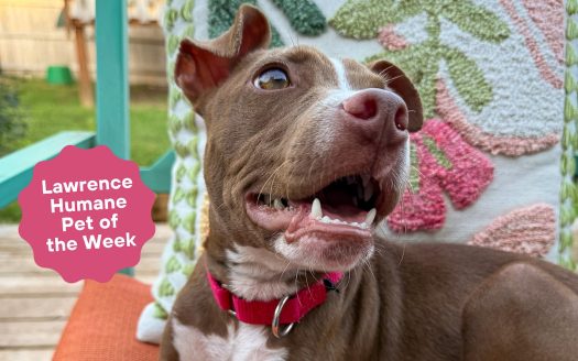  Frito is a primo ‘fun-sized best friend’ for a family
